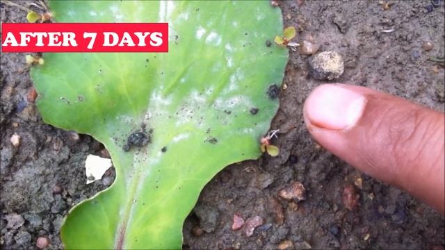 Bryophyllum pinnatum plant|How to grow from miracle leaves смотреть онлайн