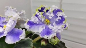 Фиалка Kei-Yoki