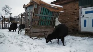 Кормушка для сена взрослым козам,уличная кормушка для коз.