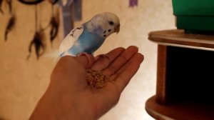 Соня волнистый попугай