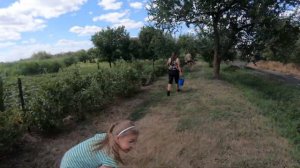 Решили собрать смородину в саду