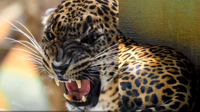 Опасные ЯГУАРЫ - дикие кошки смотреть онлайн