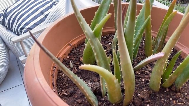 Parlak ve lekesiz bir cilt için Aloe Vera yüz bakımı nasıl yapılır? Aloe vera mucizesi смотреть онлайн