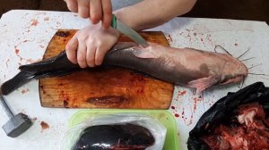 Клариевый сом.Результаты 1,5 лет.Мини узв для клариевого сома.