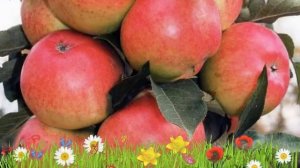 Яблоня колоновидная Валюта ? Обзор: посадка и уход. саженцы, крупномеры: описание и особенности