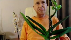 Орхидеи и цитокининовая паста. Плюсы и минусы.