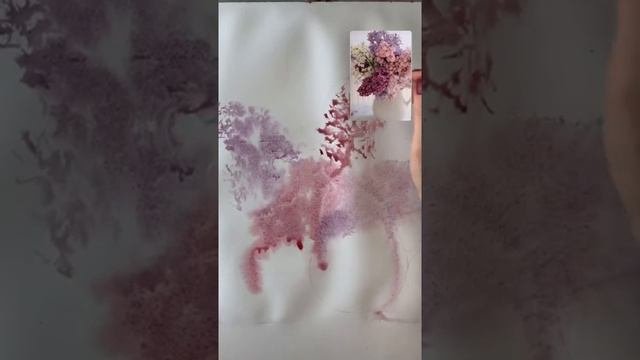 Сирень 1