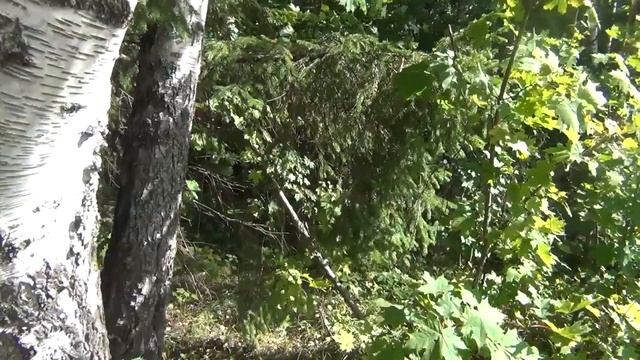 Грибы в сентябре пошли и набрали смотреть онлайн