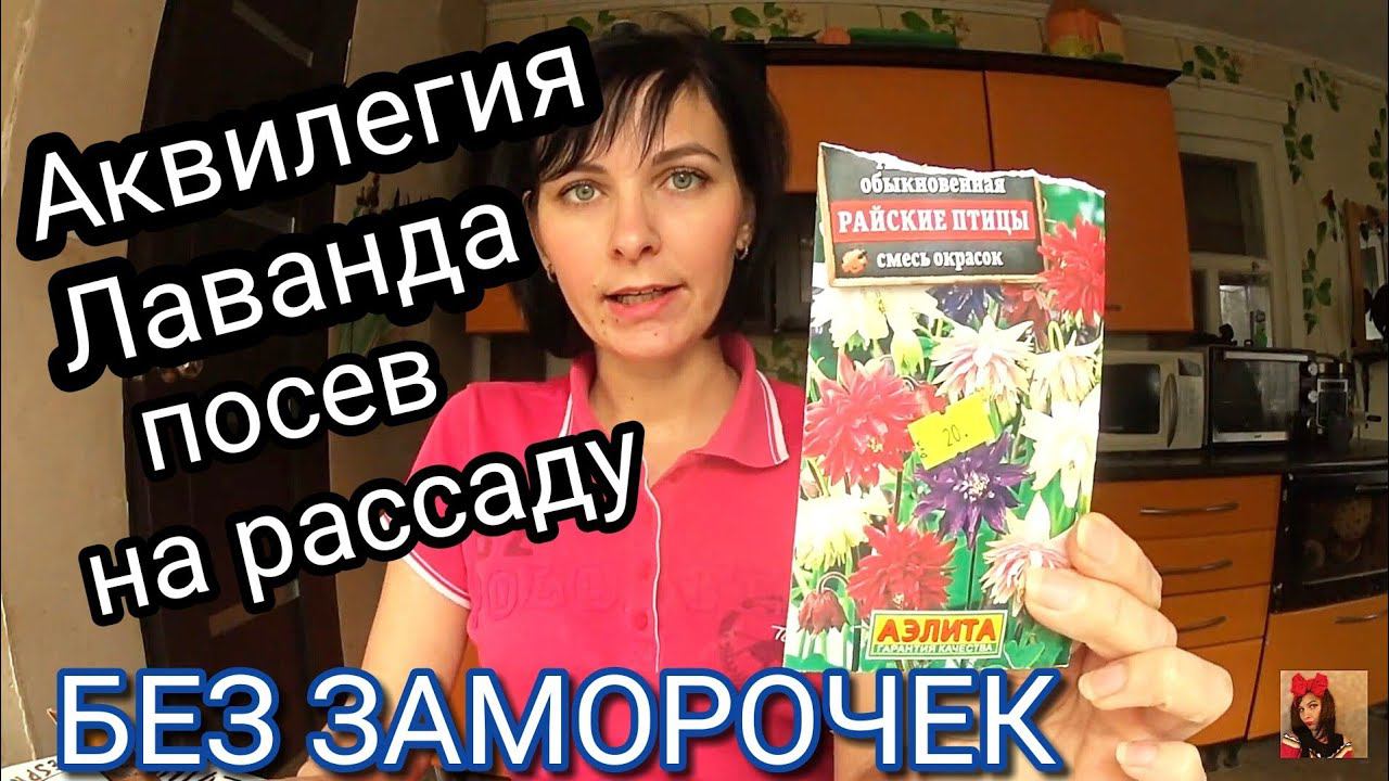 АКВИЛЕГИЯ и ЛАВАНДА из семян.Посадка семенами на рассаду в феврале