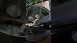 Кулинария. Рецепт пельменей "По-лесному" от Шлёпы