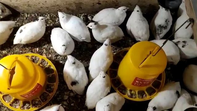 Радонежские перепела на стружке смотреть онлайн