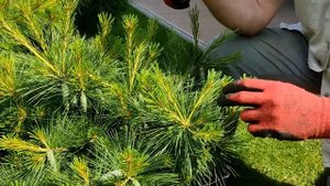 "Садовый бонсай" сосна Веймутова.