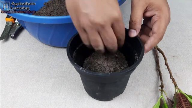 How to Grow Croton Plants From Stem Cuttings | Propagation of croton plant using cuttings смотреть онлайн