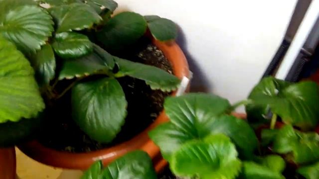 Выращивание дома ремонтантная клубника земляника Strawberry на окне 26.11.18. Небольшой урожай.