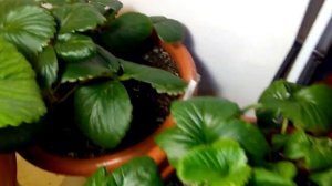 Выращивание дома ремонтантная клубника земляника strawberry на окне 26.11.18. Небольшой урожай.