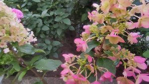 Гортензия метельчатая "Литтл Блоссом"/ Hydrangea paniculata Living "Little Blossom" ?
