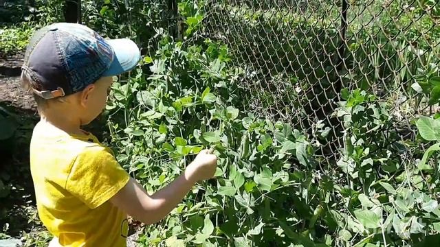 Как растет морковка? Где живет картошка? Почему горох внутри чистый? смотреть онлайн