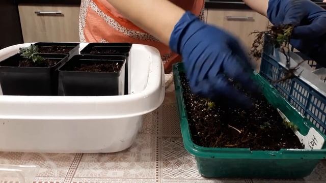 Размножение малины ежевики часть 2 смотреть онлайн