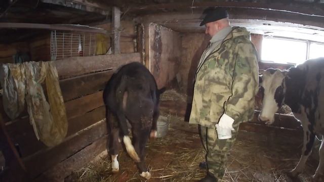 ОБЗОР НАШЕГО ХОЗЯЙСТВА В ДЕРЕВНЕ, МОИ КОРОВКИ 2022 смотреть онлайн