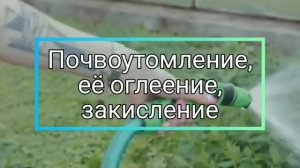 Плюсы и минусы дачных теплиц