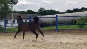 Арабский жеребец-производитель ВИЛЛЕМ 2018г.р. Конеферма ЭКВИЛАЙН