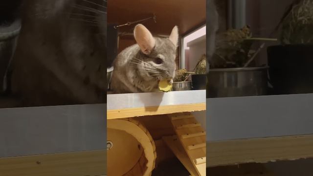Самая мягкая шерсть шиншилл. Даша кушает кабачок #шиншилла #chinchilla ...