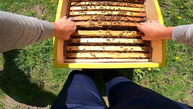 Як зробити відводок і підсадити матку. 100% прийом у сім*ю! смотреть онлайн