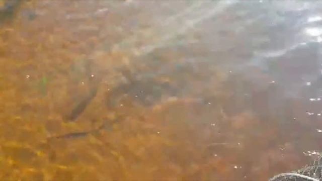 ПОДЛЕЩИК и ГУСТЕРА на ЛУГЕ! Улов 25 кг! смотреть онлайн