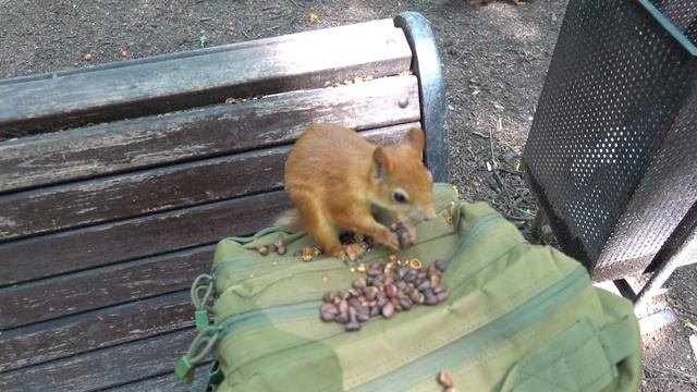 Про Копию и кормушку