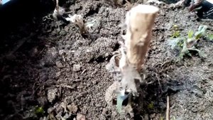 Как зимуют хризантемы мультифлора в горшках в теплице.