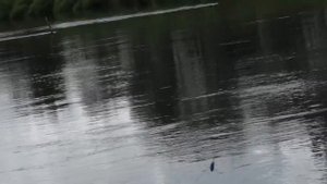 Рыбалка на Клязьме во Владимирской области на поплавок Cralusso Torpedo 1 сентября 2015