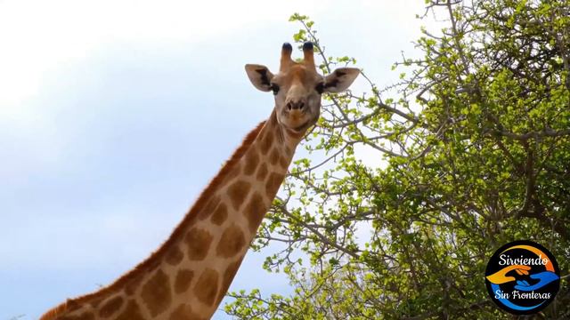 La Jirafa 🦒 смотреть онлайн