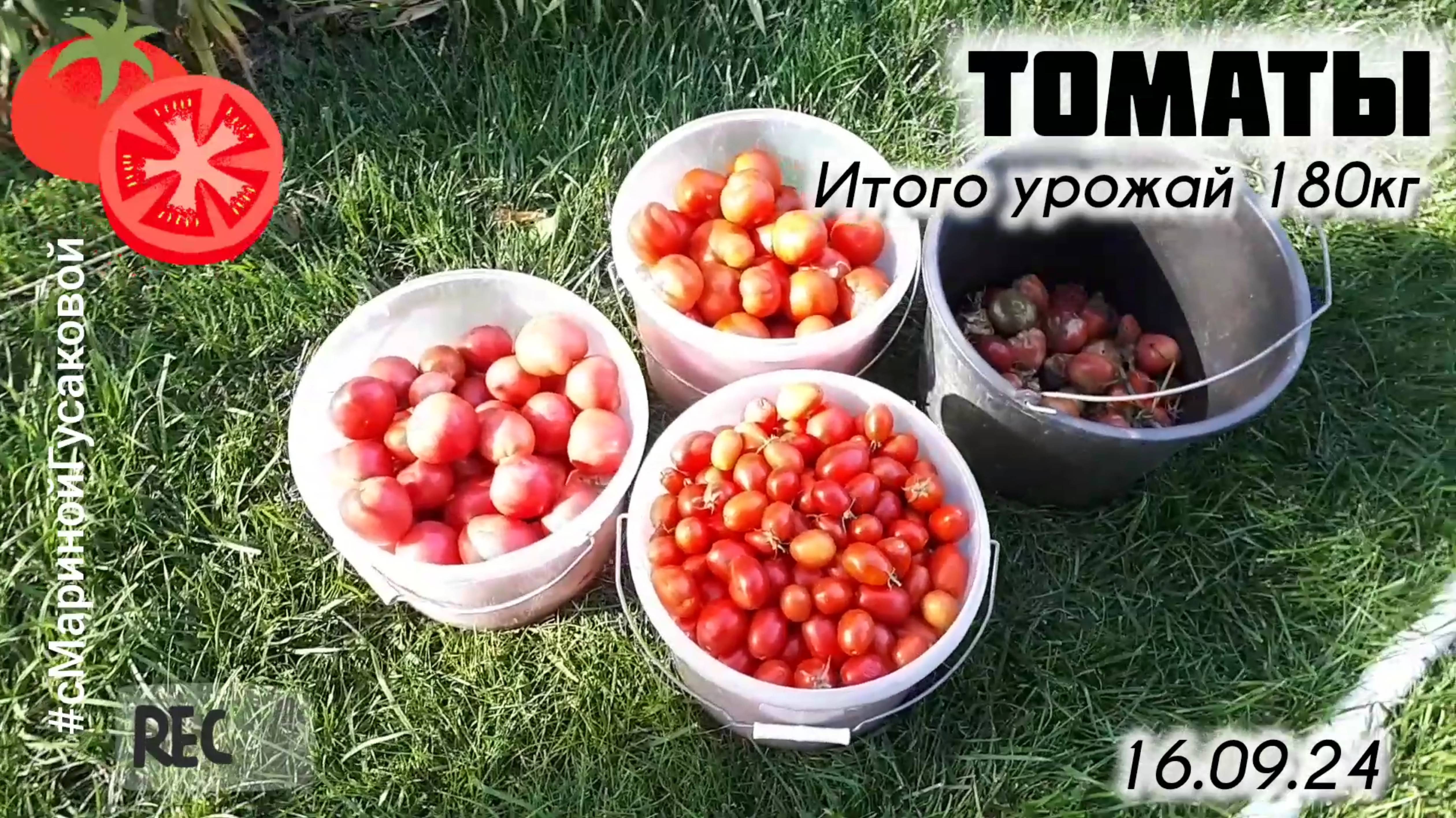 🍅 ПОМИДОРЫ открытого грунта еще не все собрали. Результаты 🍅 16 сентября | с Мариной Гусаковой