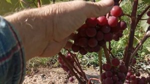 Виноград Паланга в сентябре