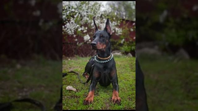 Всё про породу доберман. смотреть онлайн