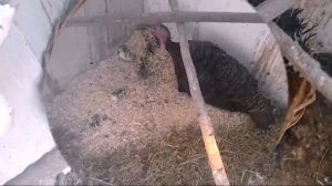 Индюшка вывела индюшат. Маленькие индюшата.