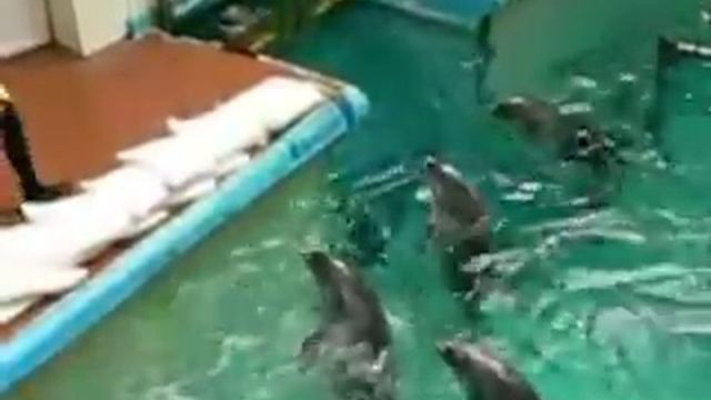 Музей-аквариум и обитатели дельфинариума. смотреть онлайн