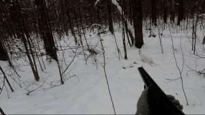 Охота на зайца с Русской пегой гончей 26.11.2021 г.