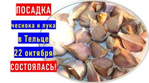 Посадка озимого чеснока и лука 22 октября 2021 года в плодородном Тельце состоялась!