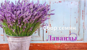 Как собрать семена лаванды. Собираем семена лаванды.