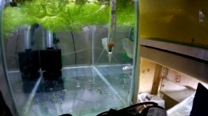 Гурами на нерест. Итоги (Аква Хижина, выпуск 146)