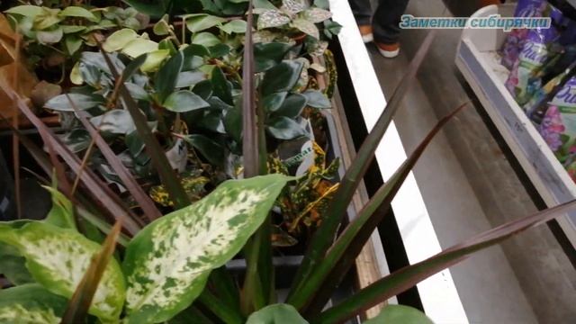 Комнатные растения цветы в магазине Леруа Мерлен г.Иркутск, сентябрь 2021 Обзор смотреть онлайн