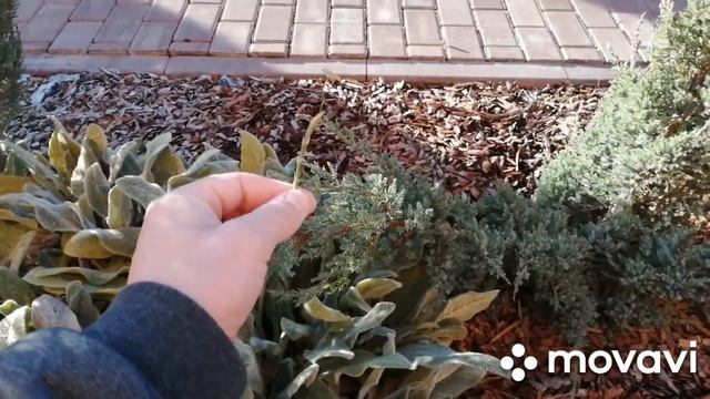 Моя коллекция "лежачих" можжевельников.