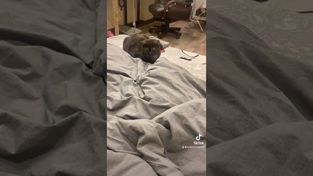 Кошачьи игры перед сном кошка ?⬛