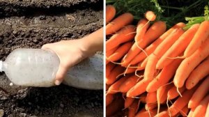 Вырастить МОРКОВЬ как дважды два! КАК ТОЛЬКО УВИДЕЛ БОТВУ ДЕЛАЙ ЭТО