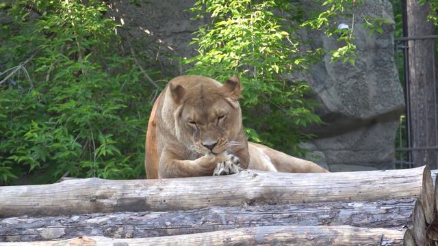 Найтирия умывается 15 06 2021 смотреть онлайн