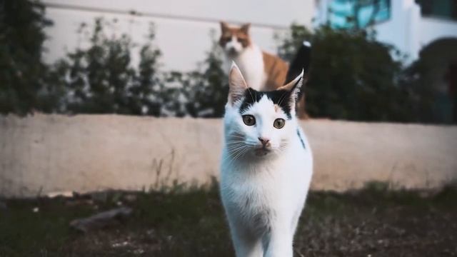 Милые котики