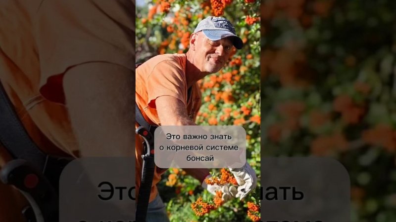 Это важно знать о корневой системе бонсай!