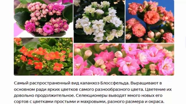 Домашний женьшень смотреть онлайн