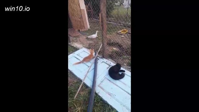 СМЕШНЫЕ КОТЫ